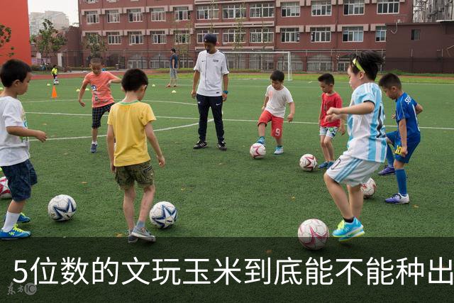 5位数的文玩玉米到底能不能种出来？能种出来的大概率不过万